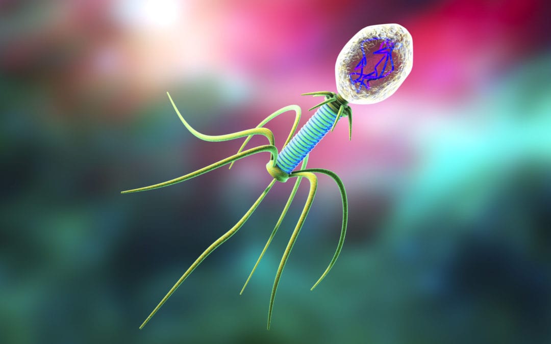 Bacteriophage and biofilms