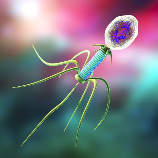 Bacteriophage and biofilms