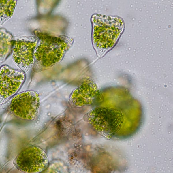 Confirmed Funding of a Further 14 Projects Tackling and Exploiting Biofilms