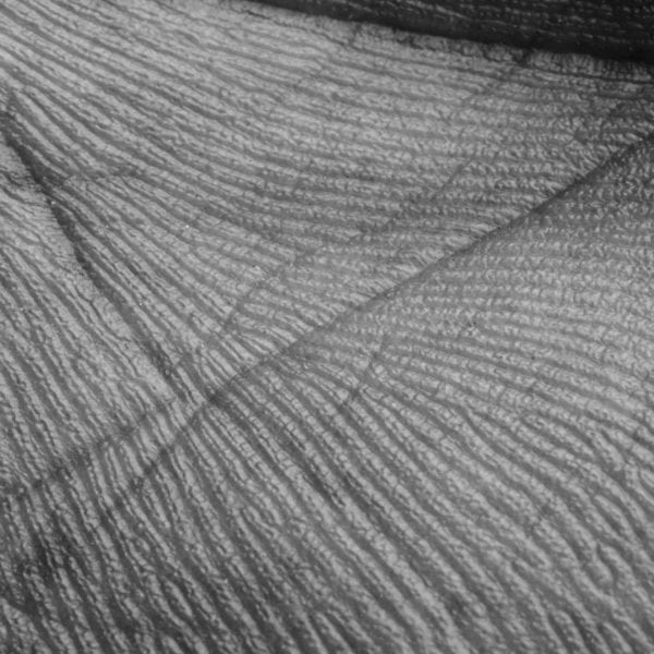 Innovation in Skin Microbiome Diversity