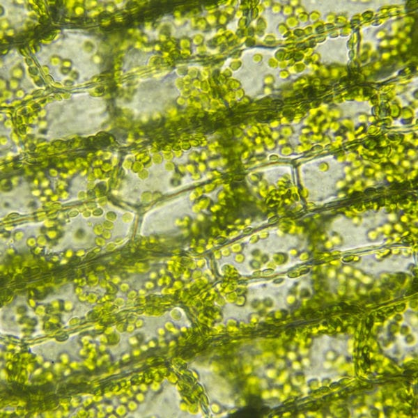 Watch: YMS2020 Doc and Special Lectures