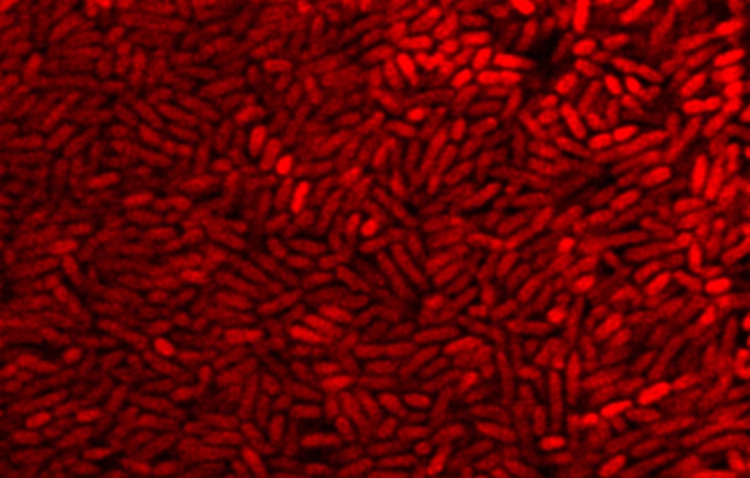 BEAT-AMR Webinar: Antimicrobial Resistance in Biofilms and on Biomaterials, 10th June