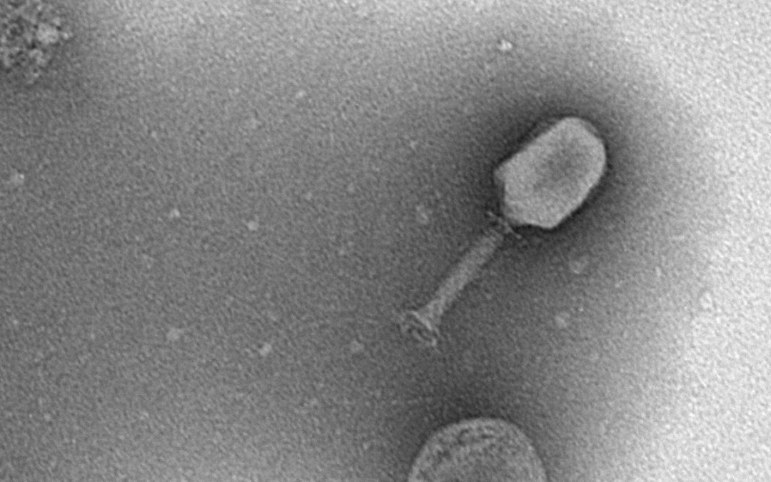 Research in Focus: Advancing Phage Therapy