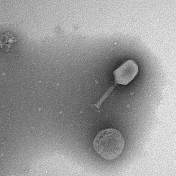 Research in Focus: Advancing Phage Therapy