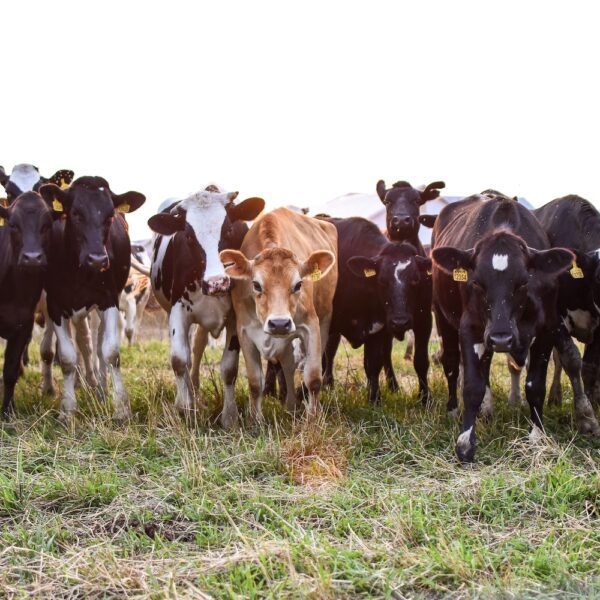 Precision Livestock Farming Conference, 4 November 2026