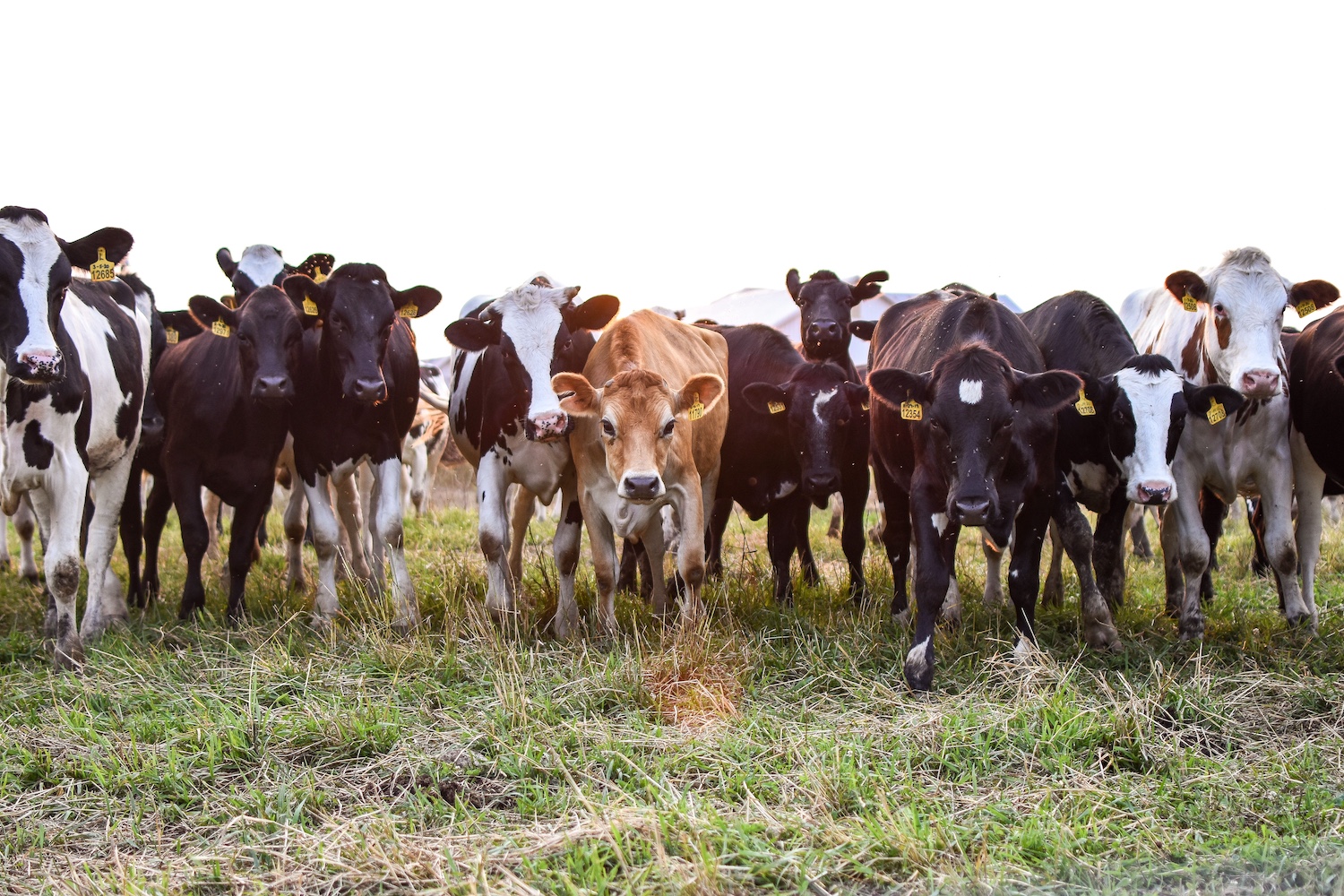 Precision Livestock Farming Conference Precision Livestock Farming Conference