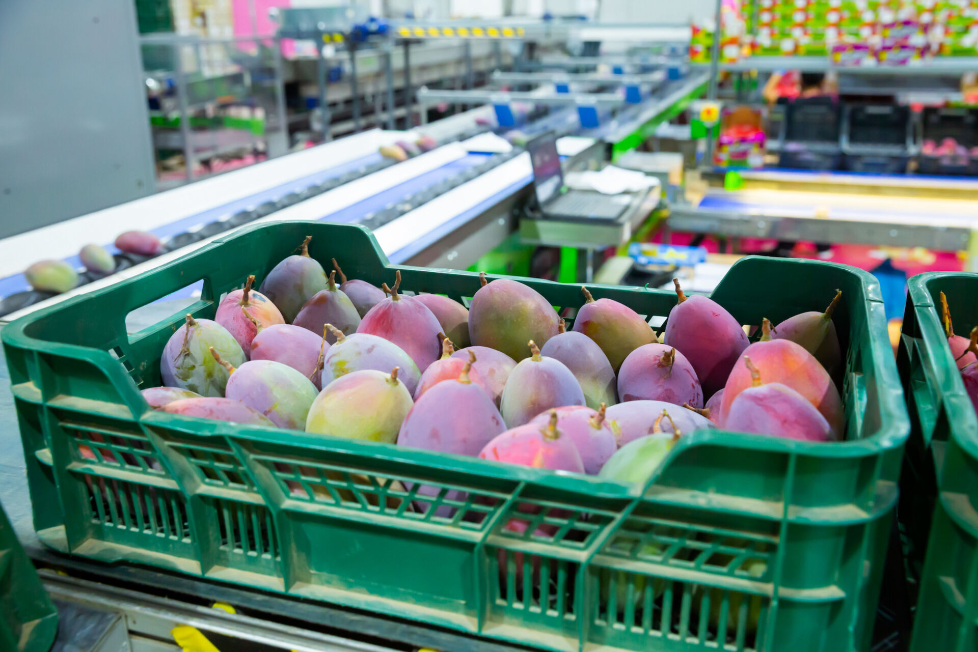 Biofilms in Food and Agriculture