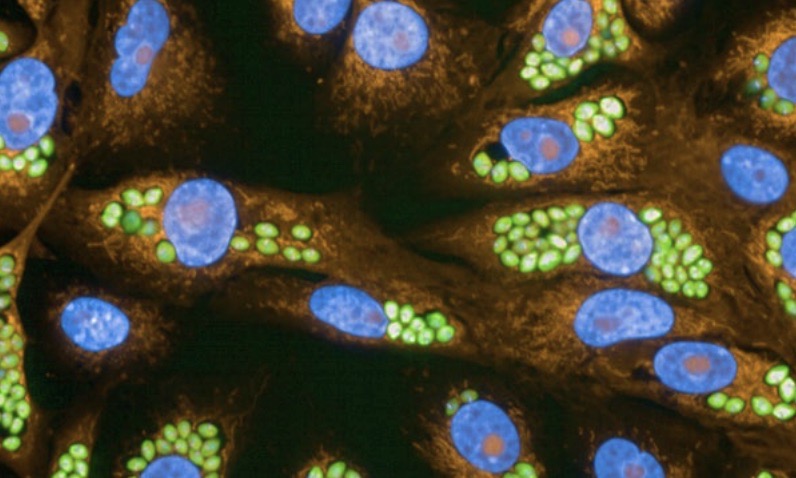biofilm education and outreach