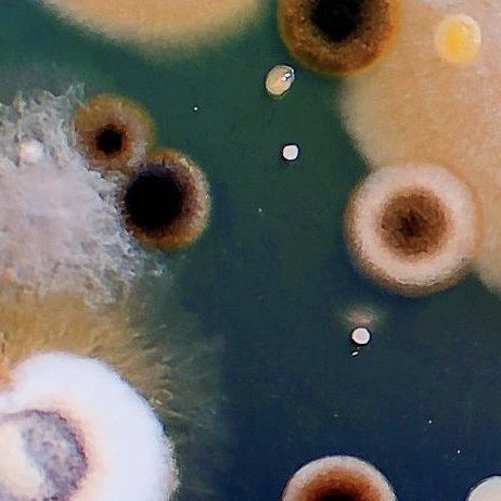 Understanding and Predicting Microbial Evolutionary Dynamics, 26-27 November 2025