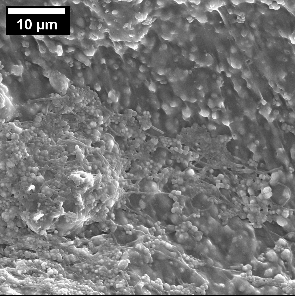 Biofilm Photography