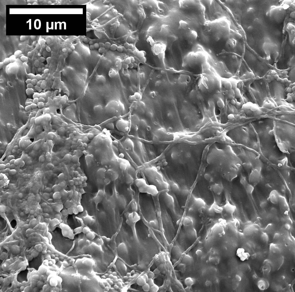Biofilm Photography