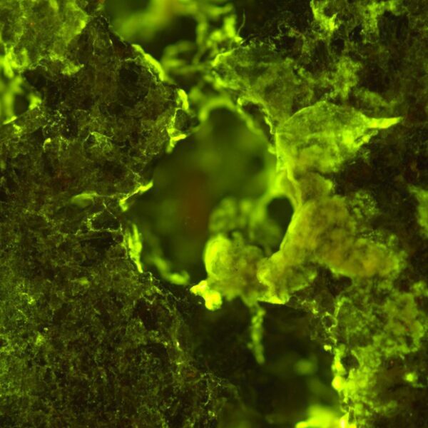 National Biofilms Innovation Centre Annual Report 2025