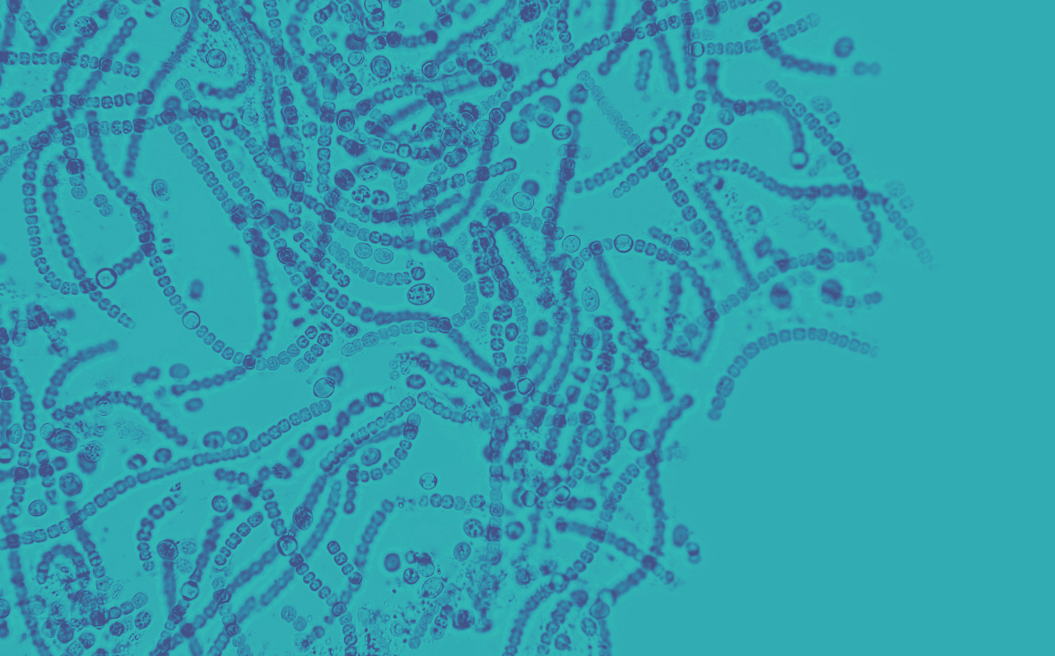 Innovate UK Funds Biofilm Alliance Initiative