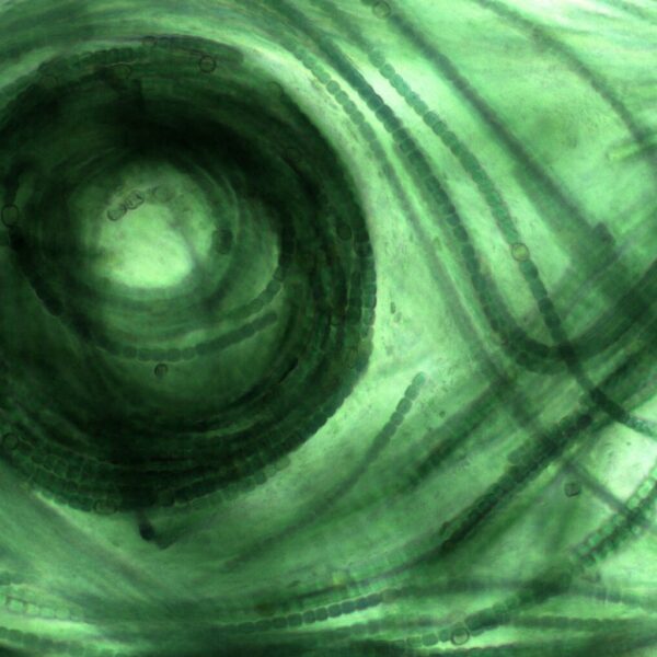 Biofilm Create! Competition – Now Global