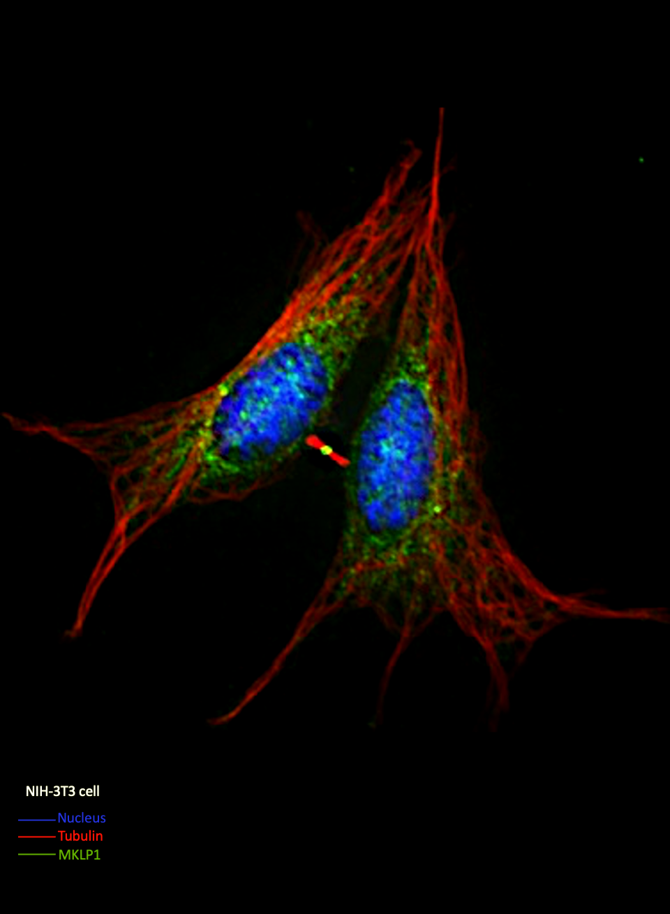 ID 10 Biofilm Photography