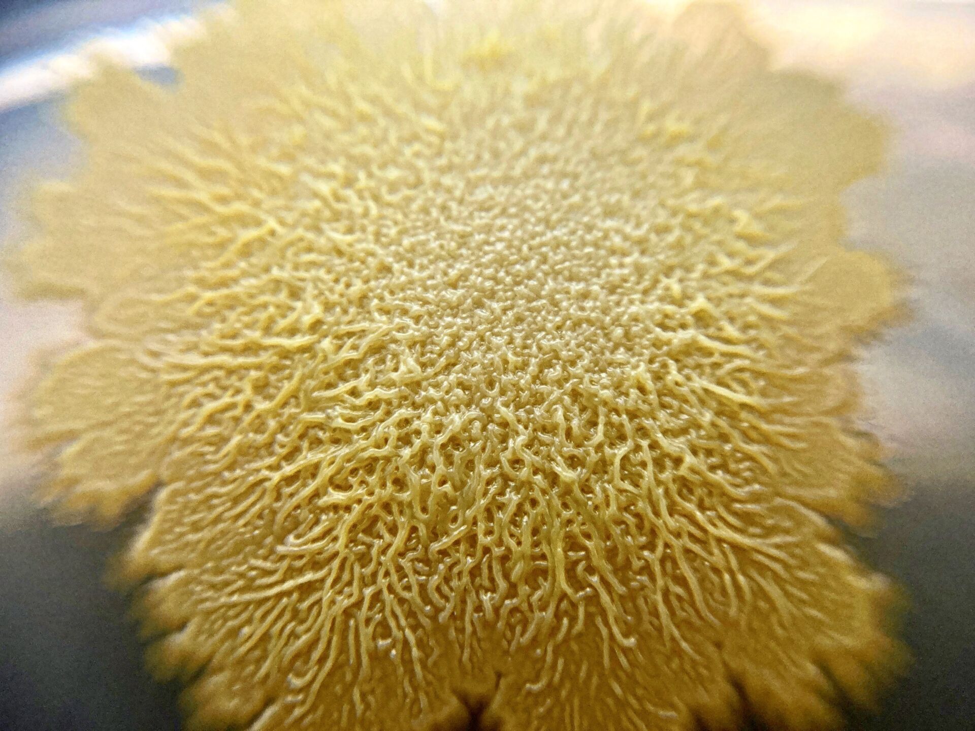 ID 13 Biofilm Photography