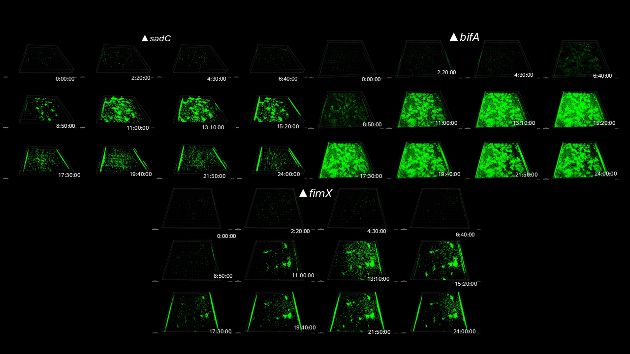 ID 16 Biofilm Photography