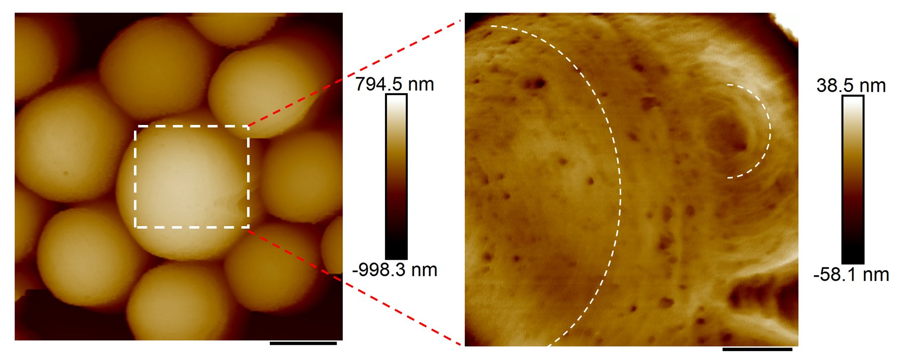 ID 20 Biofilm Photography