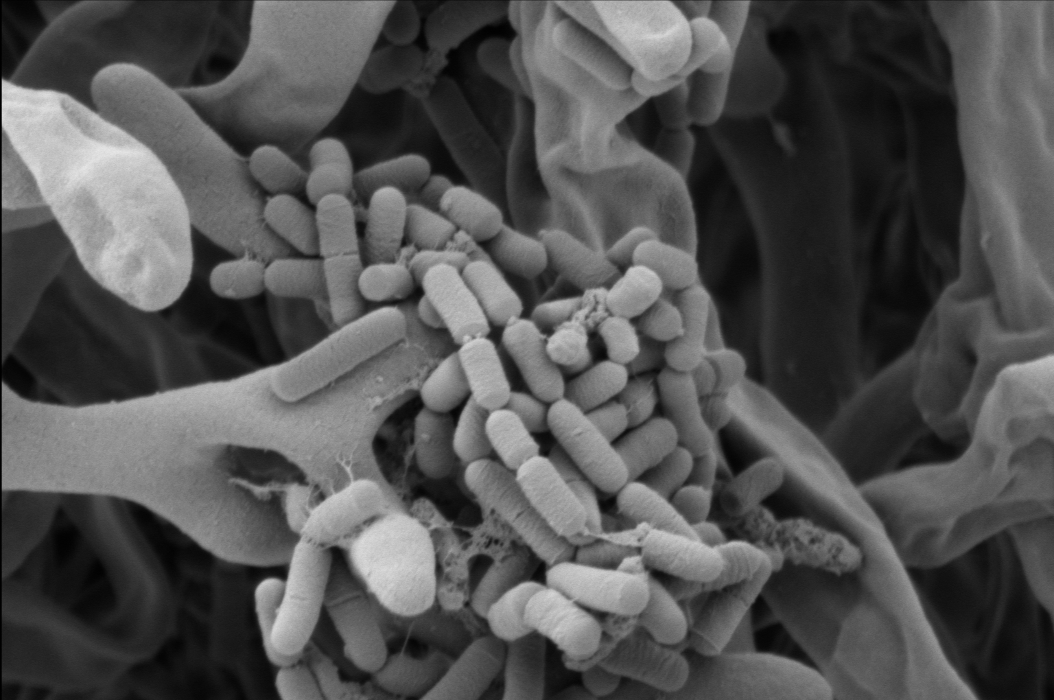 ID 22 Biofilm Photography
