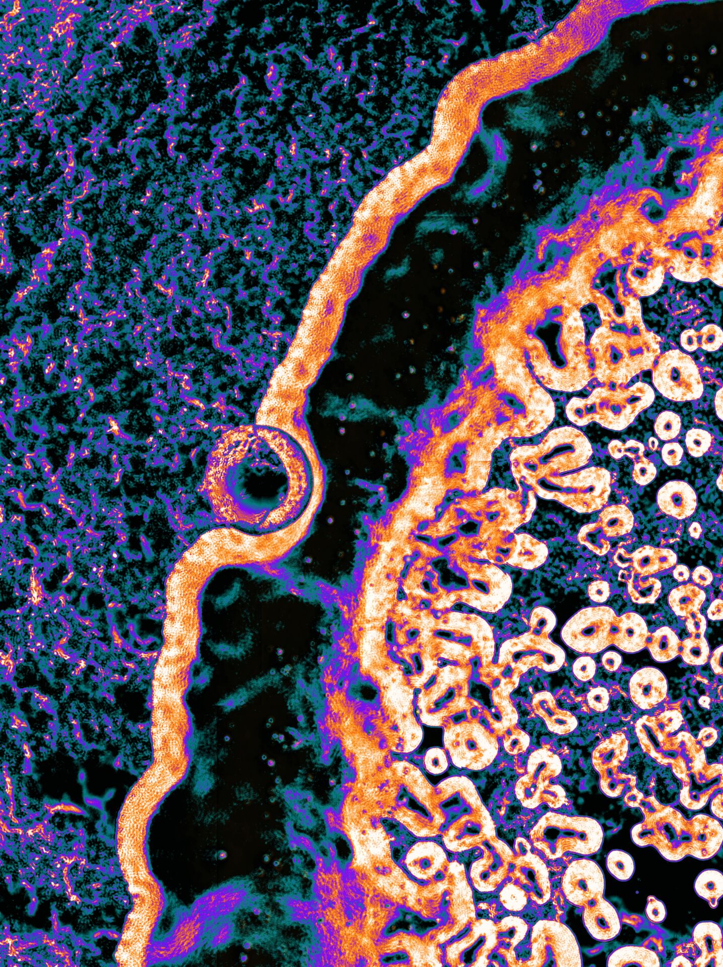 ID 23 Biofilm Photography