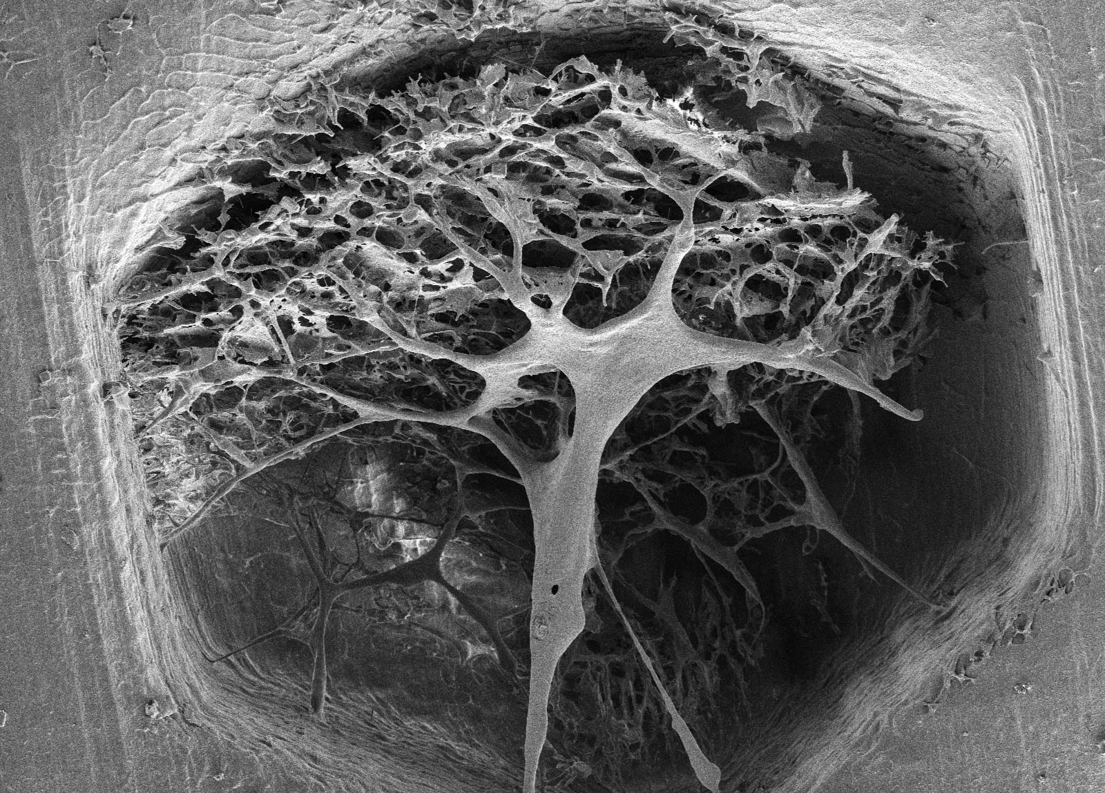 ID 25 Biofilm Photography