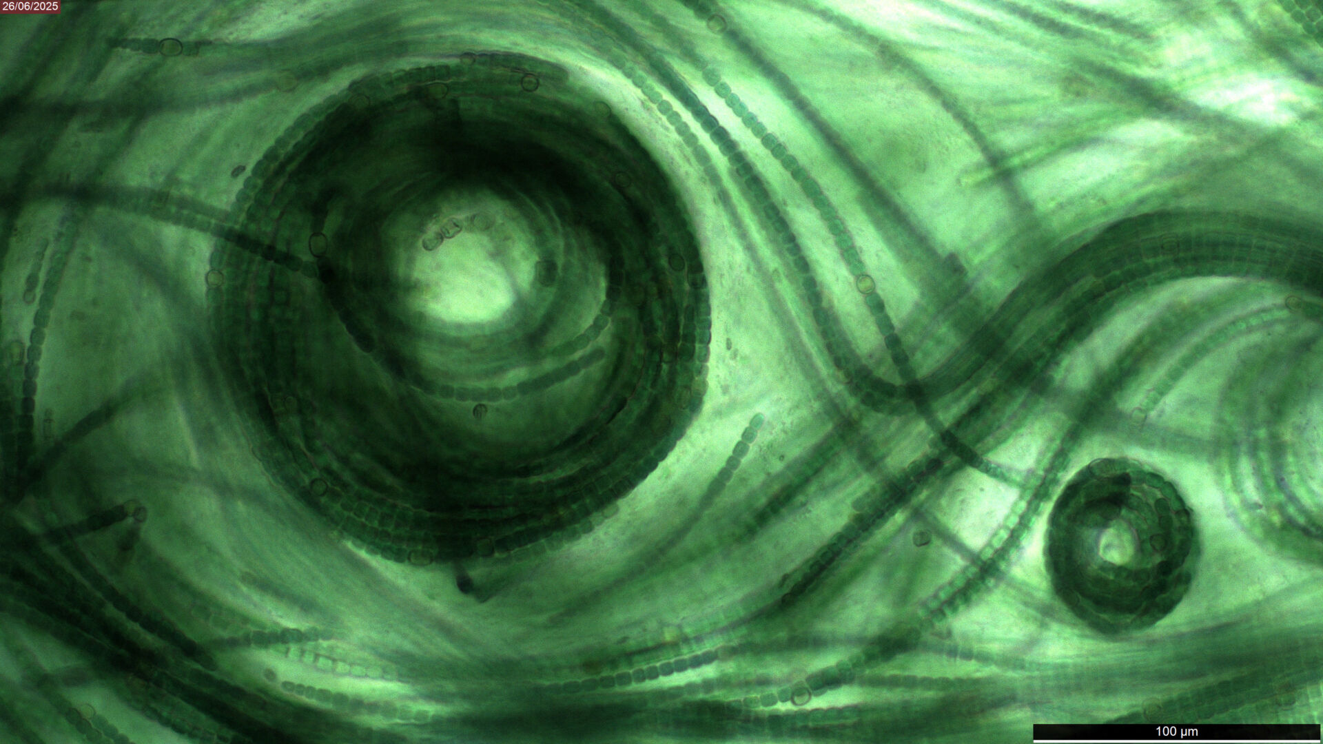 ID 26 Biofilm Photography