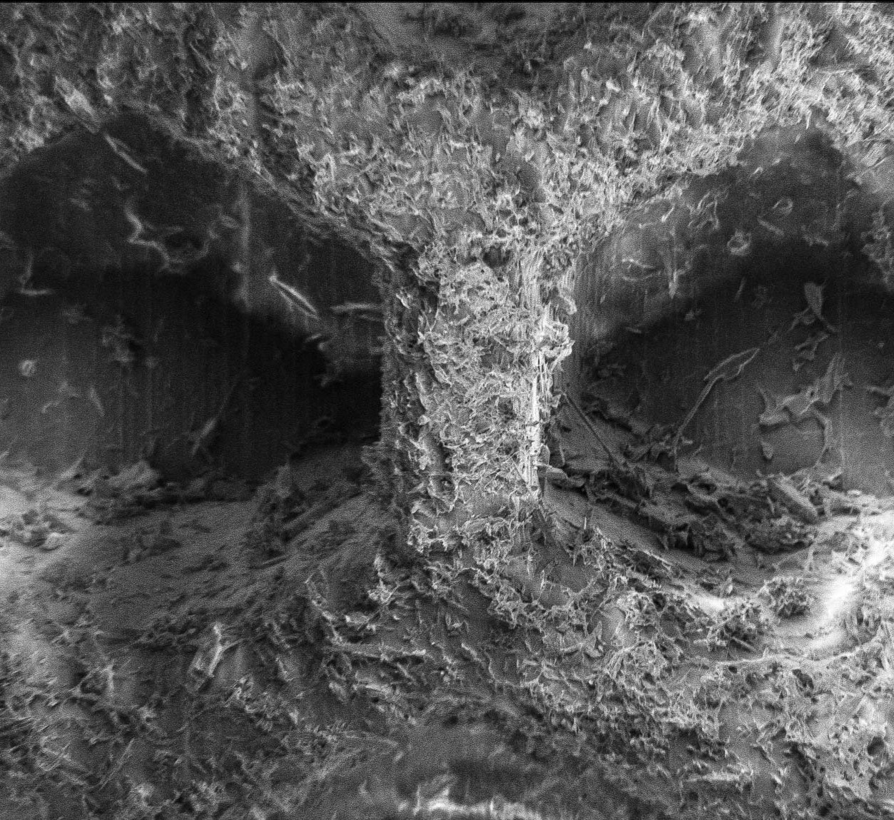 ID 30 Biofilm Photography