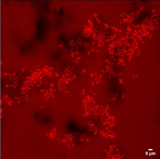 ID 31 Biofilm Photography