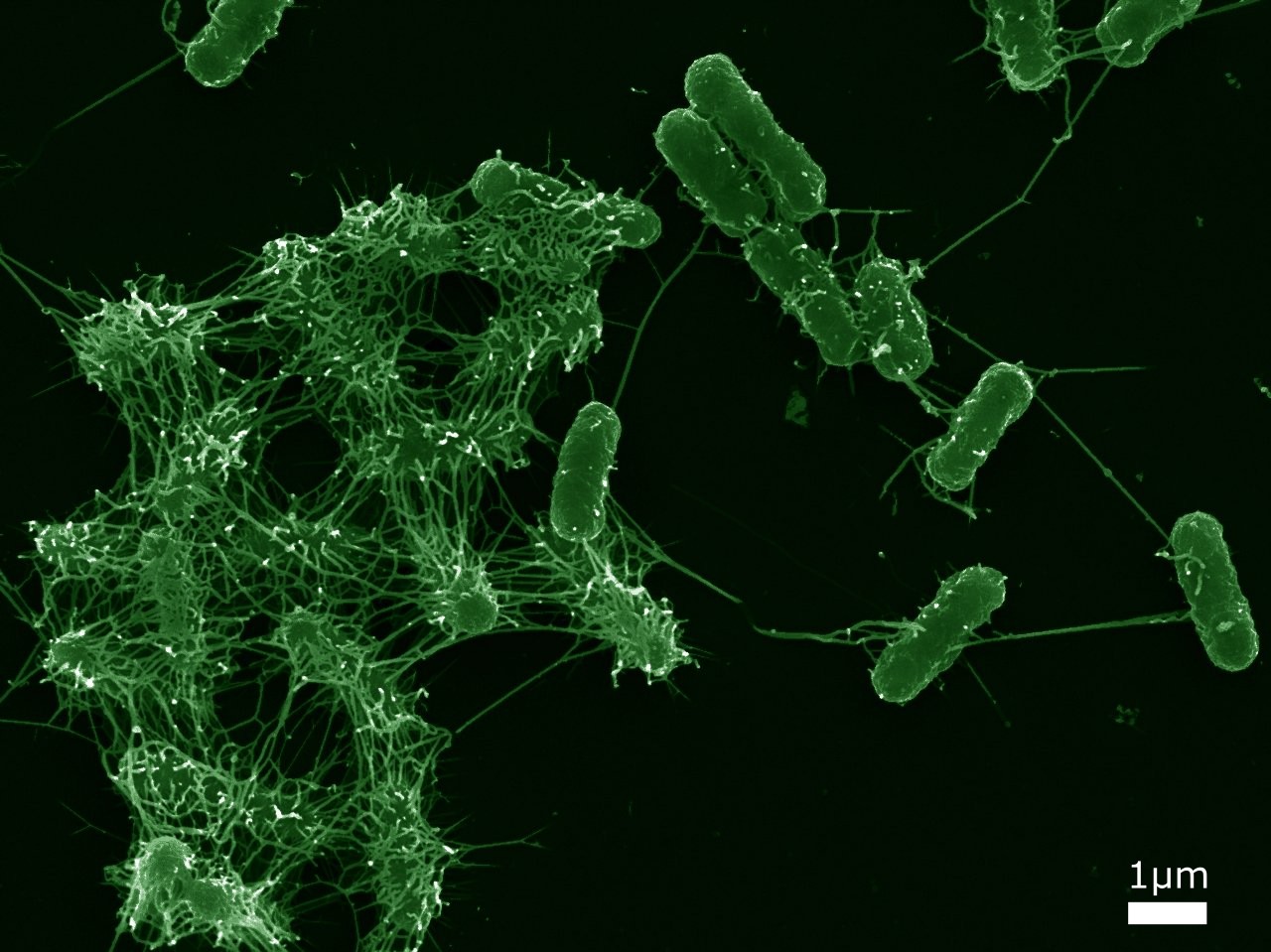 ID 33 Biofilm Photography