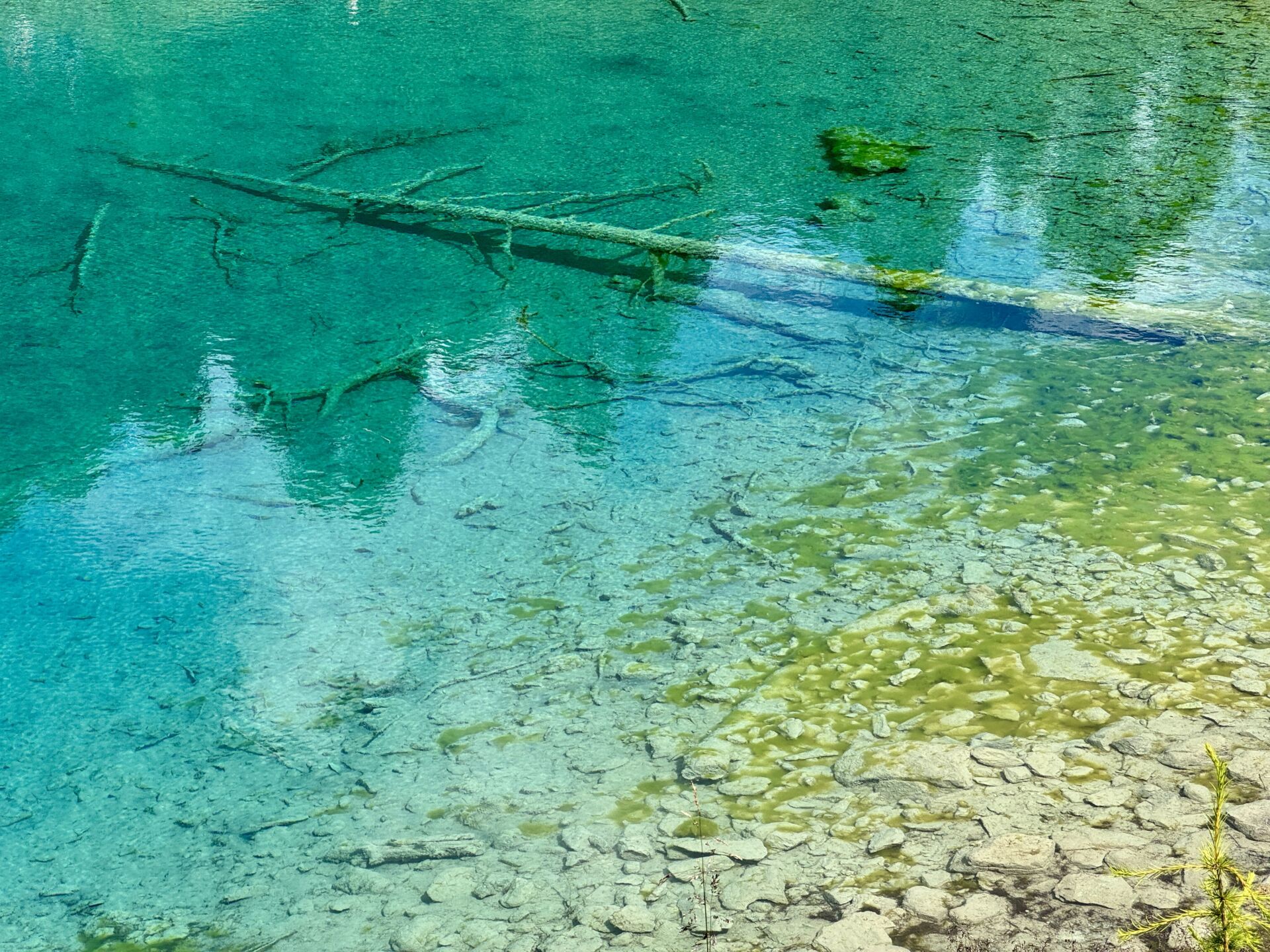 ID 35 Biofilm Photography