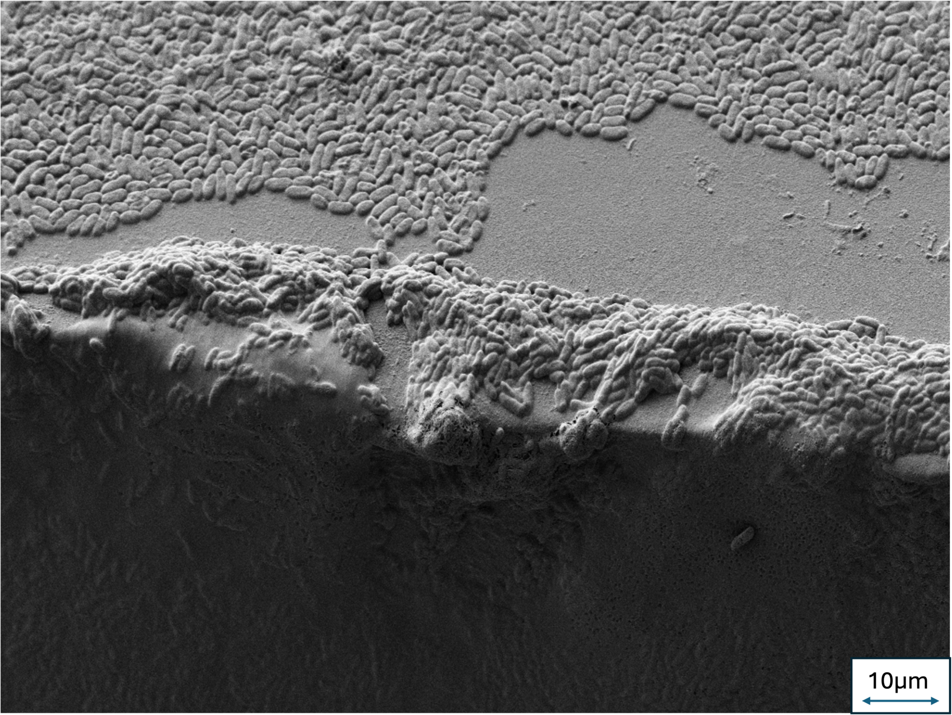 ID 36 Biofilm Photography