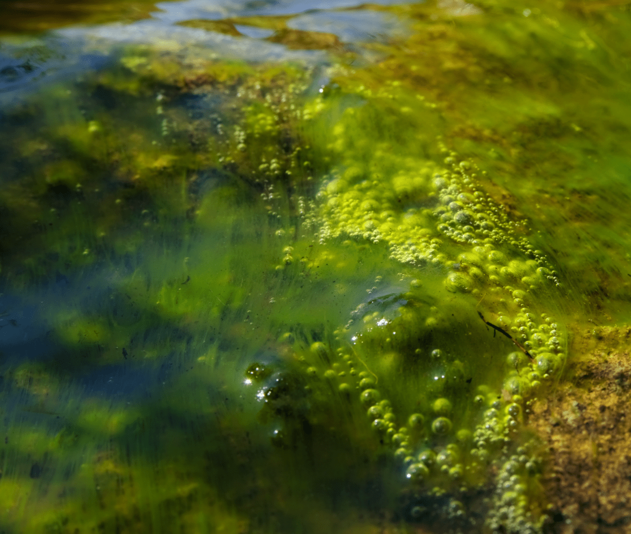 Biofilm Image Gallery: Explore Biofilm Visuals | NBIC