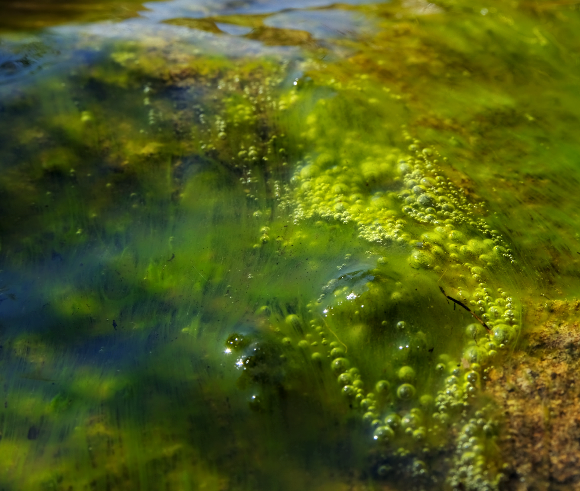 ID 5 Biofilm Photography