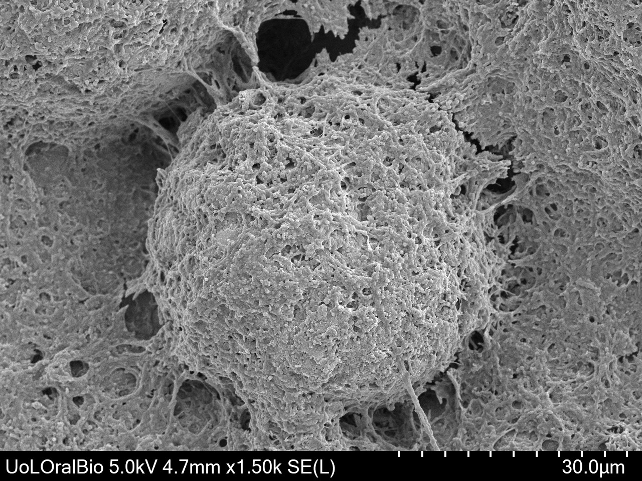 ID 6 Biofilm Photography