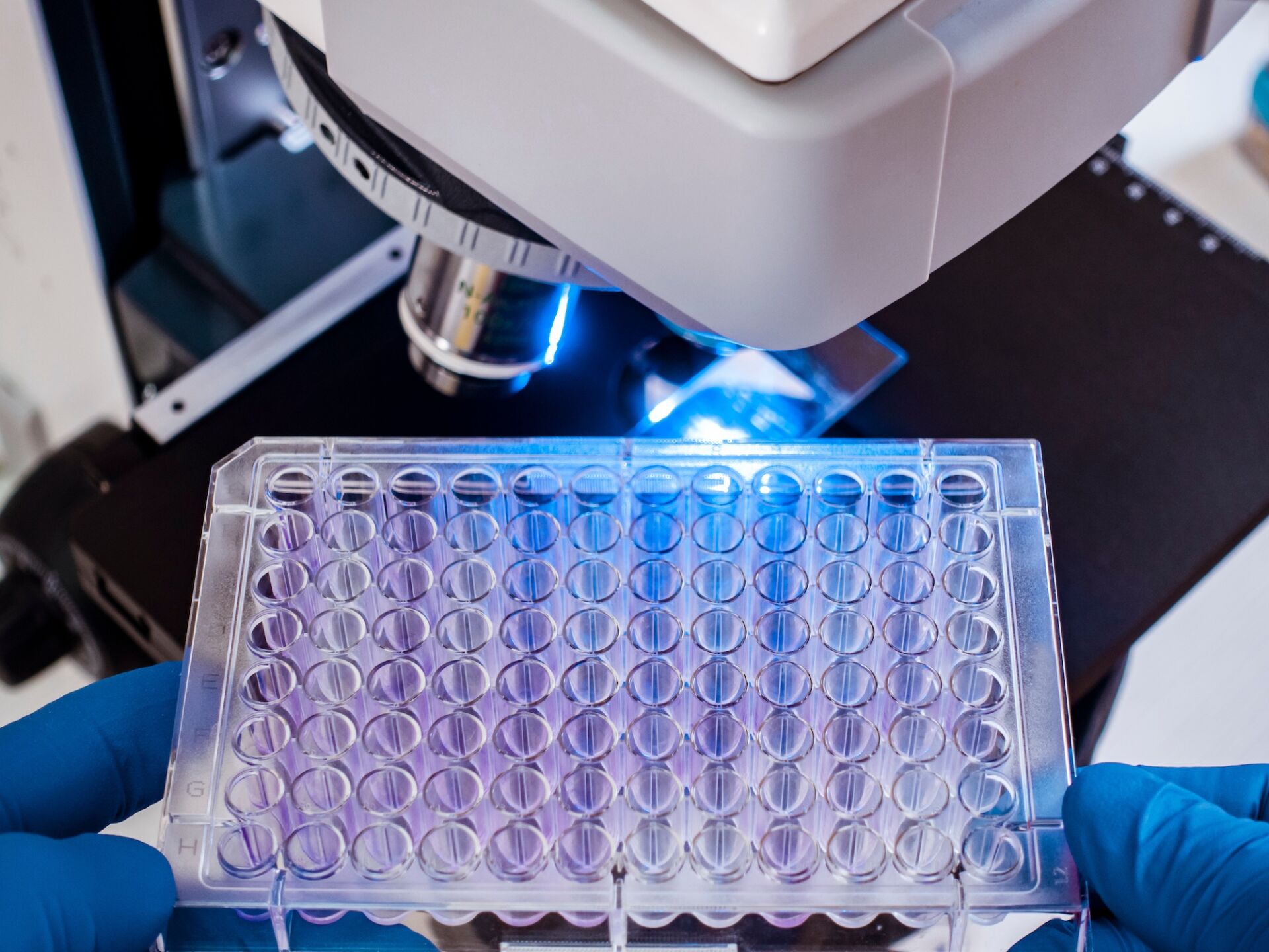 A scientist holds an immunological plate next to the microscope lenses. Analysis and study of pseudomanads. Biofilm Methodologies and Food Sector Regulation